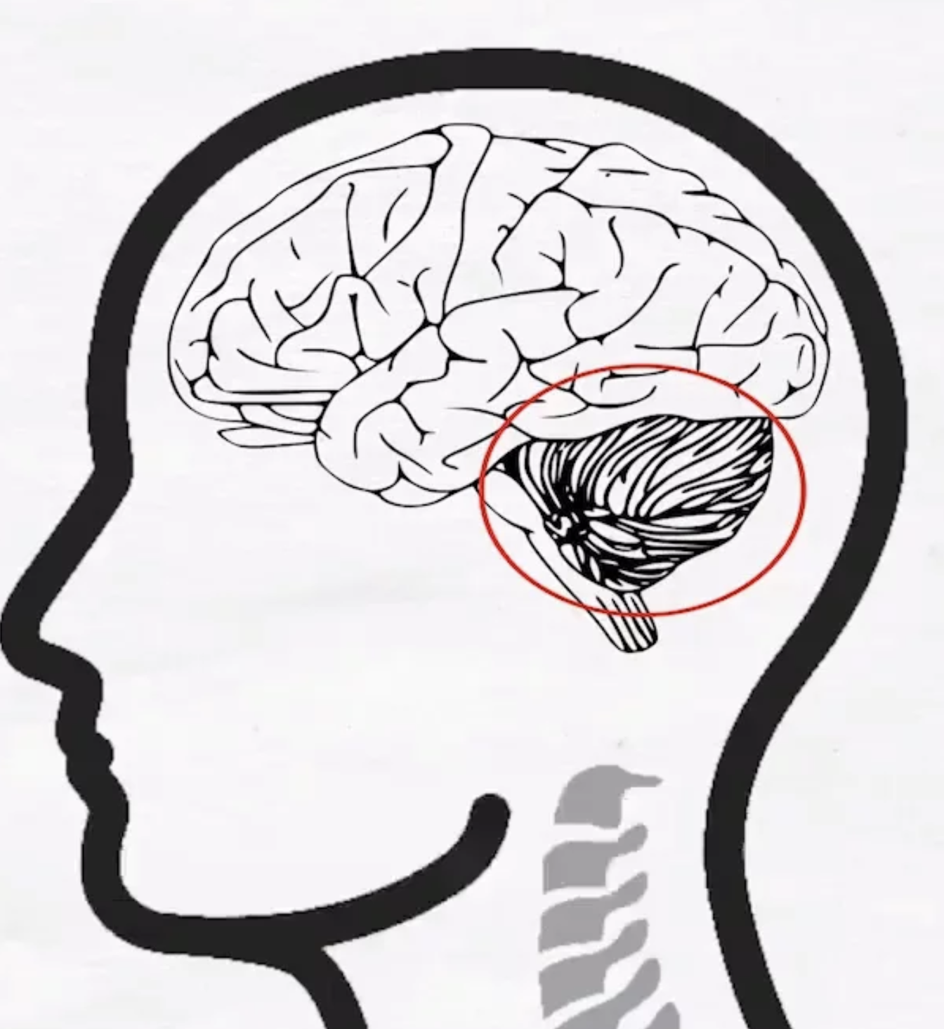 Cerebellum Function